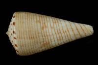 藏品(平瀨芋螺)的圖片